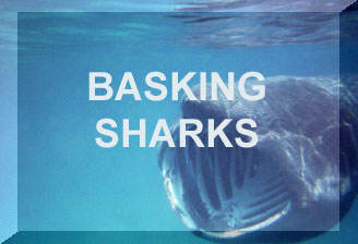 Link to the Basking Shark First web page