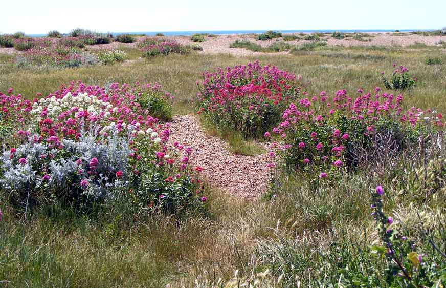 Red Valerian and Sea Kale on Shoreham Beach