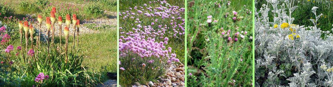 Devil's Bit Scabious