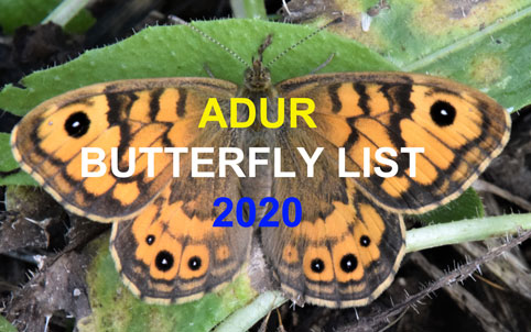 Butterfly Reports 2020