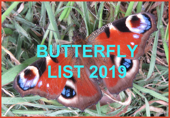 Butterfly Reports 2019