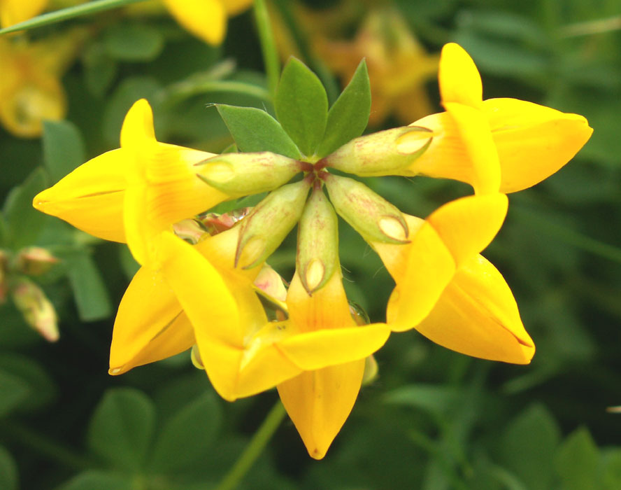 Bird's Foot Trefoil