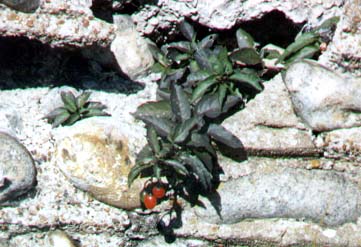 Bittersweet growing out of the holes in the walls of Old Fort. A Common Lizard used to inhabit the cranny, but it has now been filled.