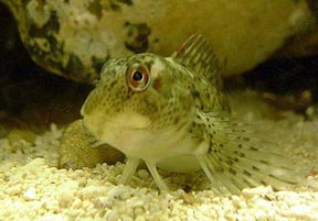 Blenny (Photograph by Ray Hamblett)