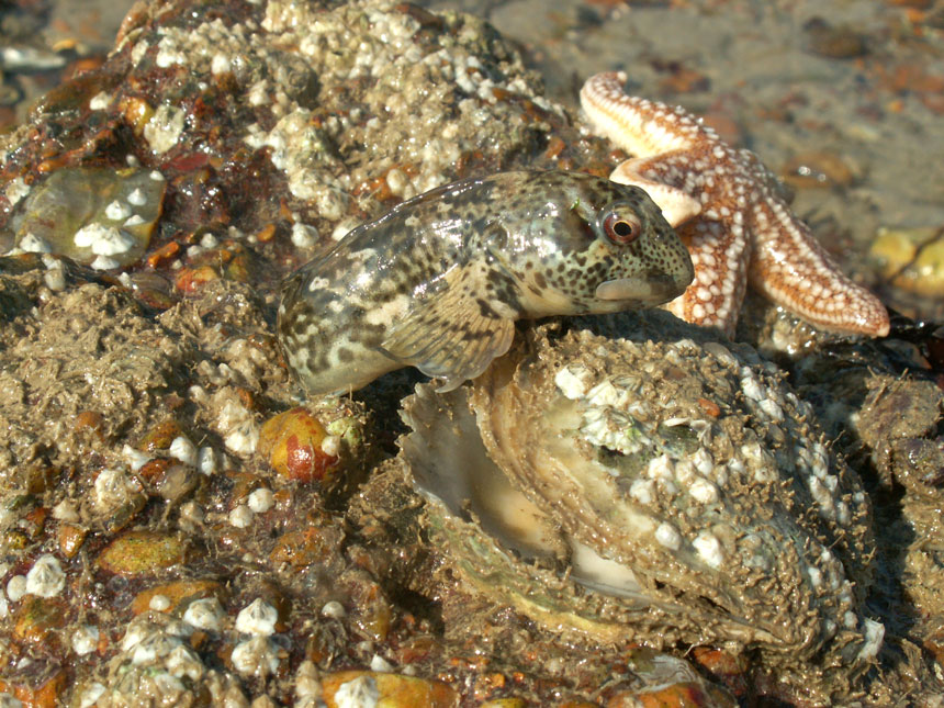 Blenny with Oyster Shell