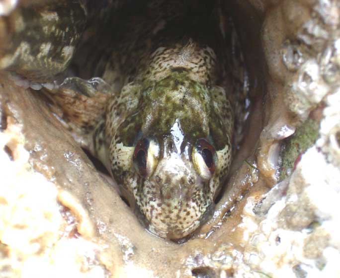 Blenny in a hole in a rock