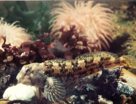 Blenny (small rock pool fish) Photograph by Andy Horton