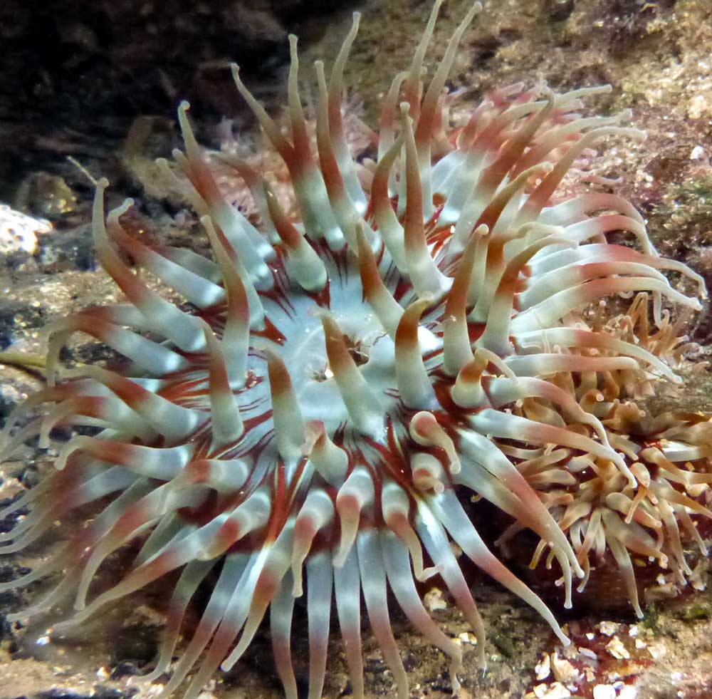 Links to a different sea anemone (same species)