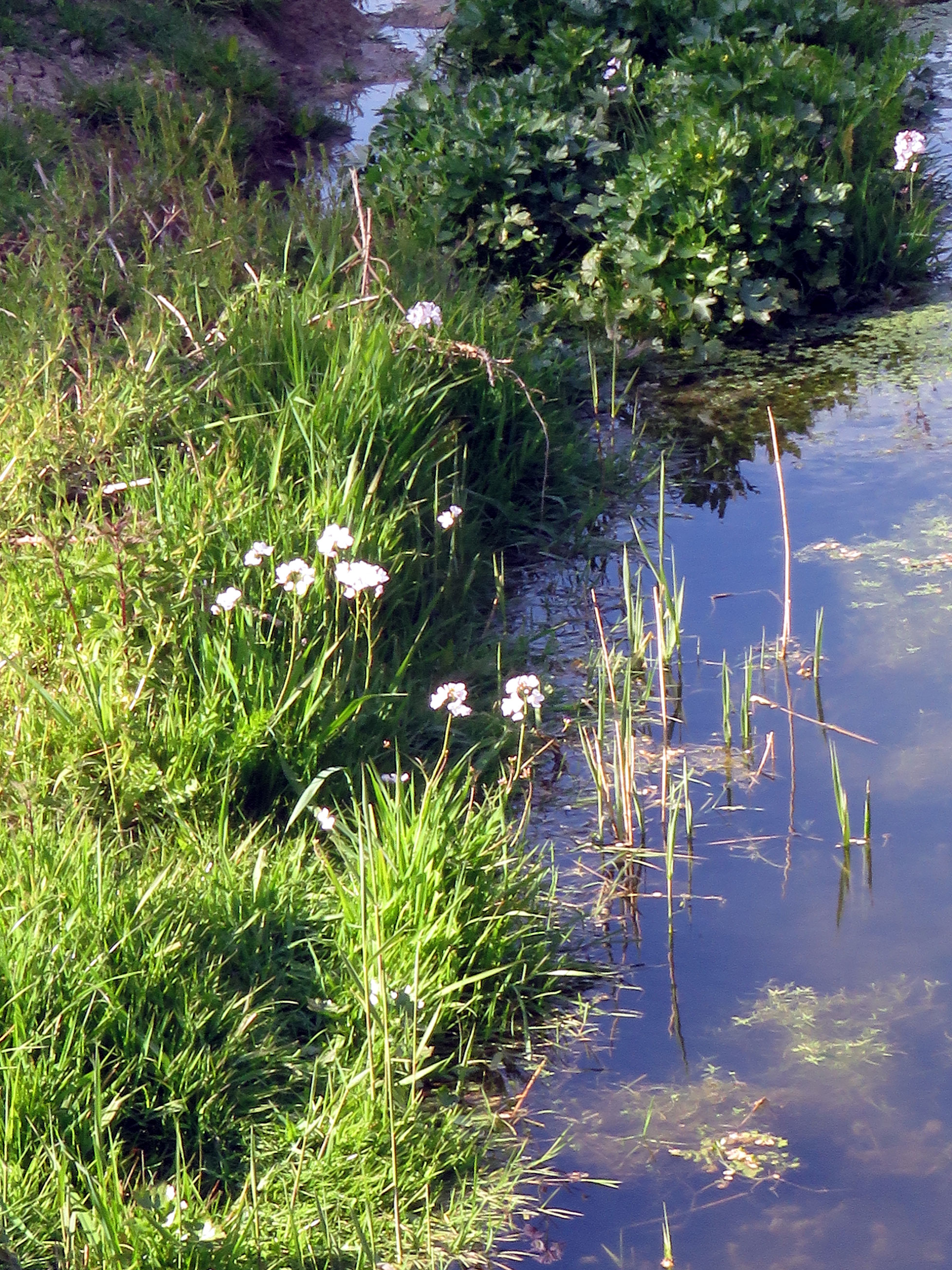 Stream near the River Adur at Botolphs