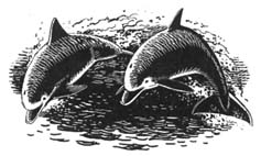 Bottle-nosed Dolphins  by Chris Hicks (Northolt)