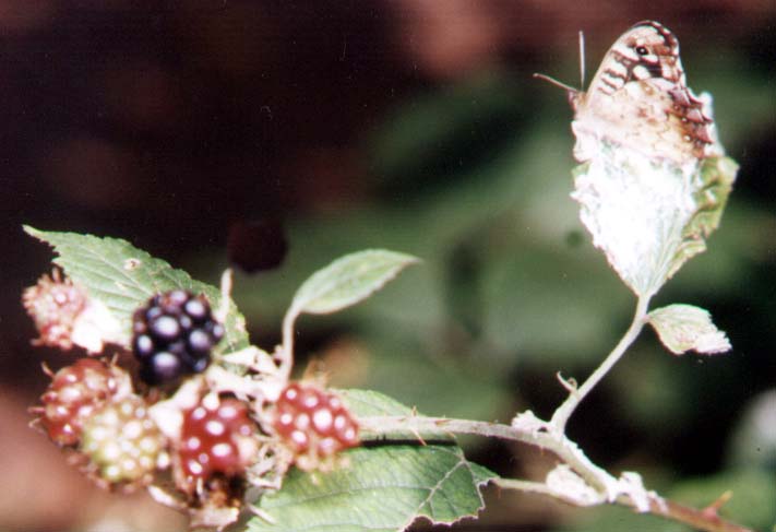 Bramble and Speckled Wood (Photograph by Andy Horton)