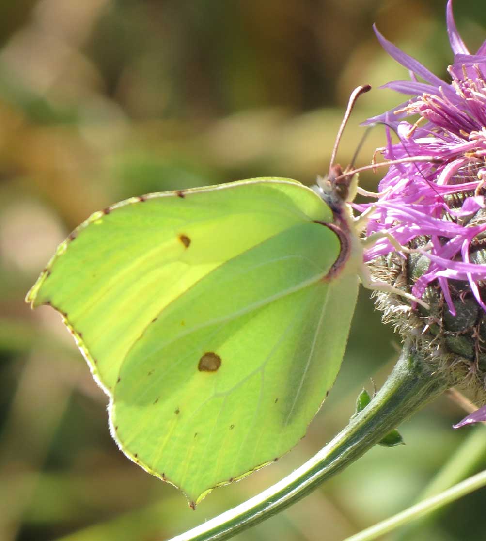 Brimstone Butterfly