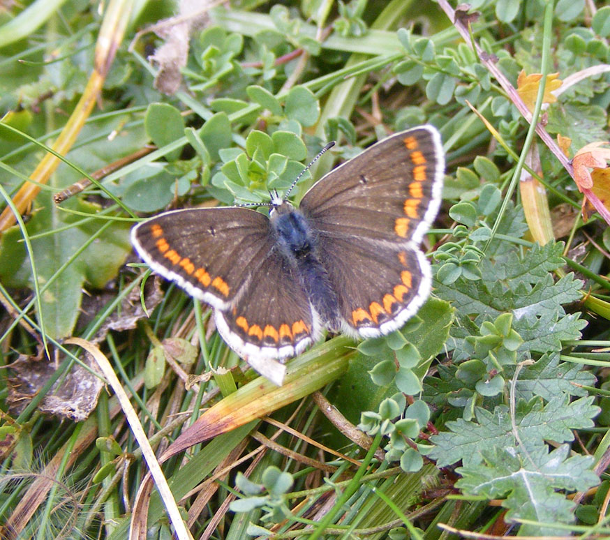 Brown Argus on Mill Hill