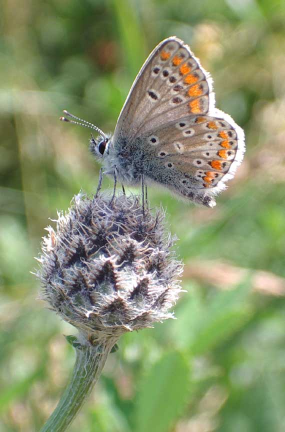 Brown Argus