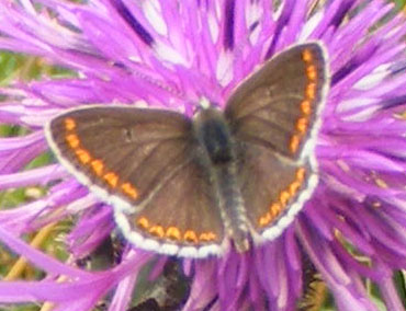 Brown Argus