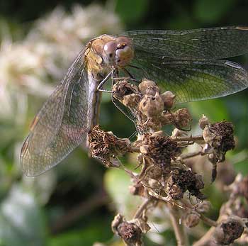 Brown Hawker (Photograph by Brenda Collins)