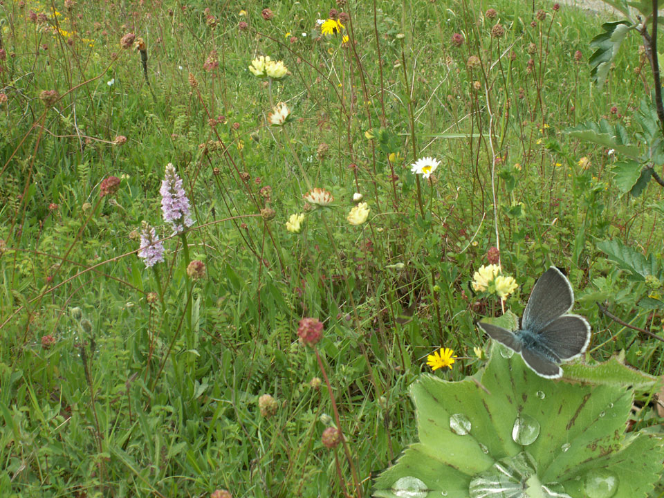 Small Blue Butterfly