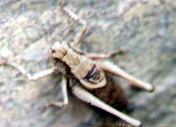 Dark Bush Cricket, Pholidoptera griseoaptera