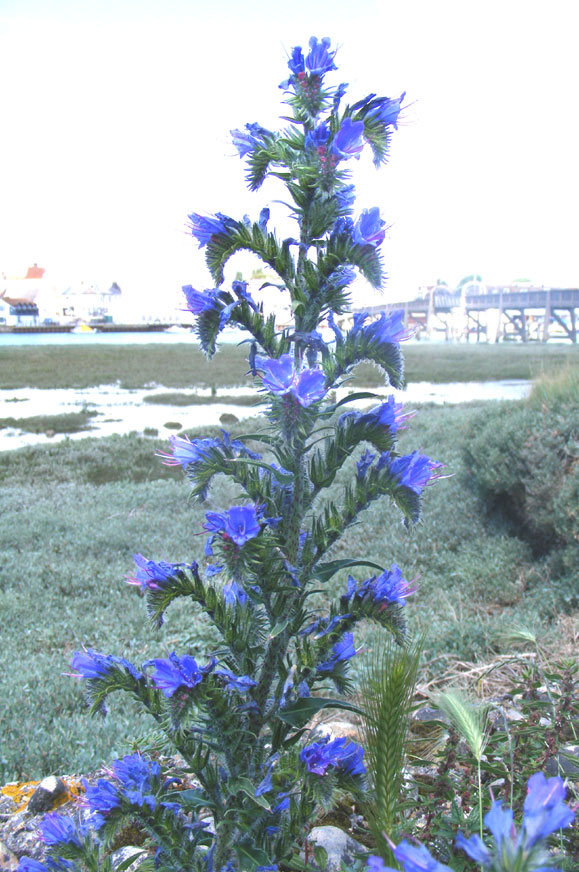 Viper's Bugloss