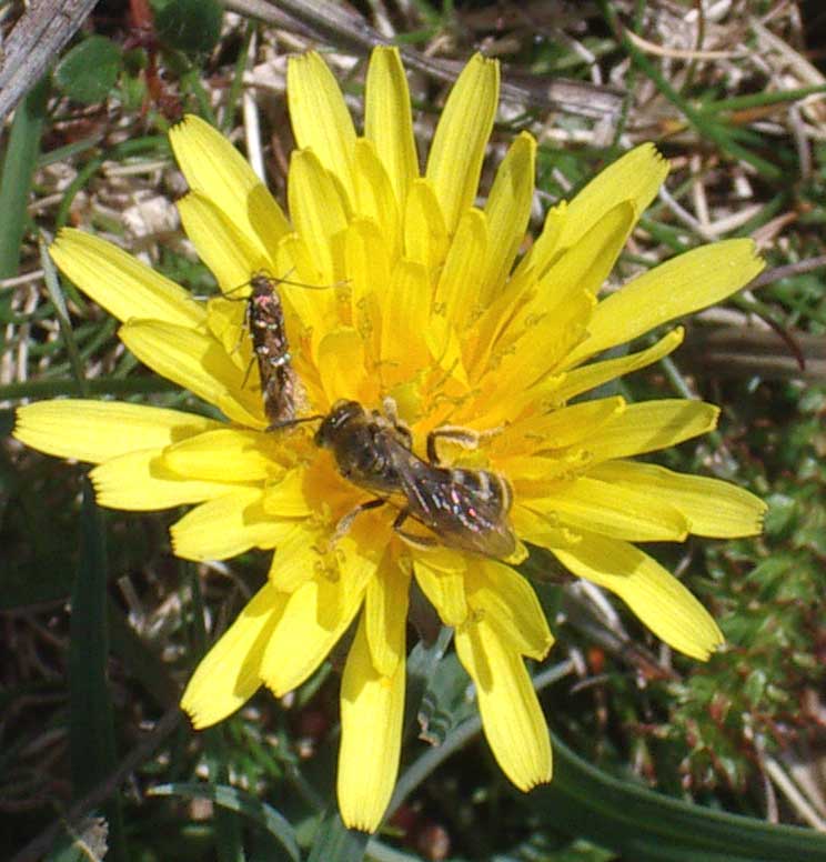 Moth and Bee