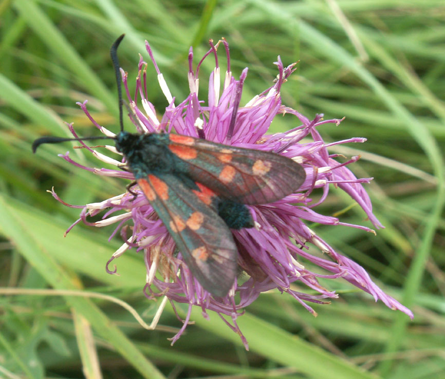 6-spotted Burnet Moth