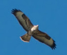 Buzzard (Photograph by Colin Knight)