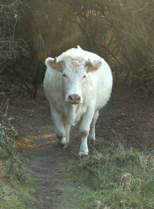 The cattle are mostly on the paths where they deposit their dung