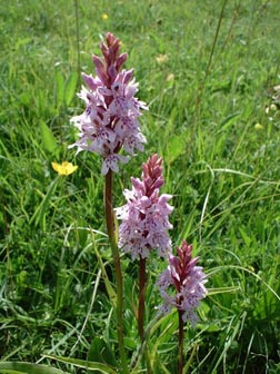 Common Spotted Orchid (Photograph by Ray Hamblett)