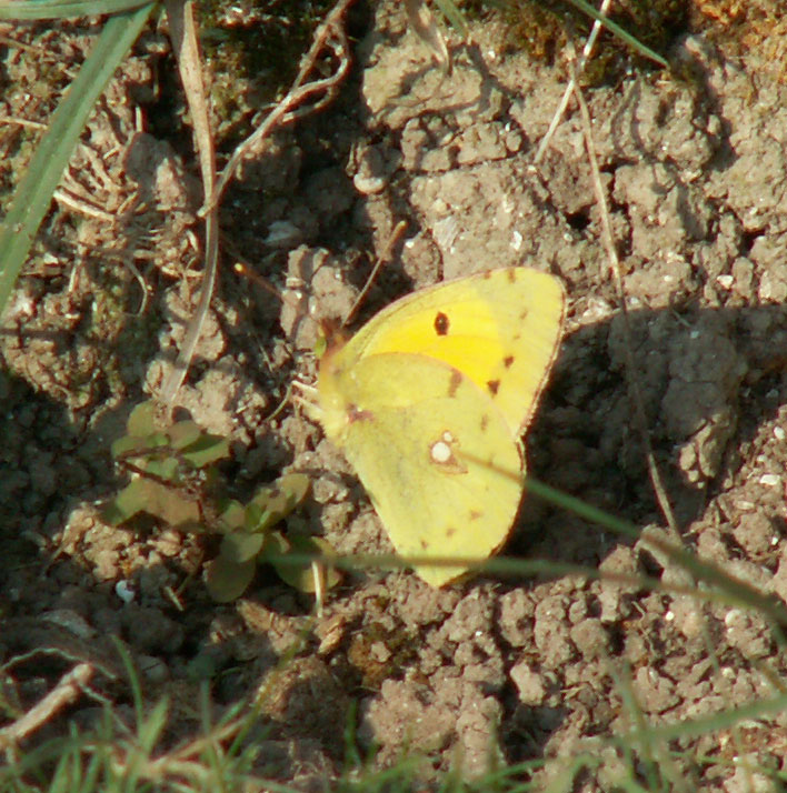 Clouded Yellow on the lower slopes of Mill Hill