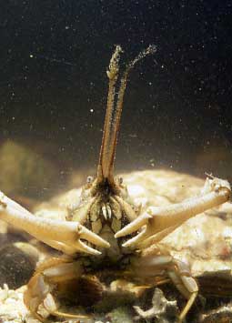 Masked Crab (Photograph by Andy Horton)