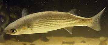 Grey Mullet (Photograph by Andy Horton)