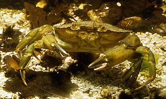 Shore Crabs hide underneath the wooden groynes