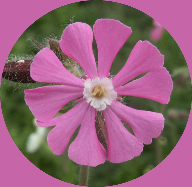 Red Campion