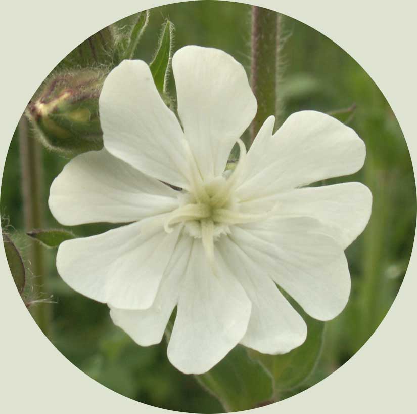 White Campion