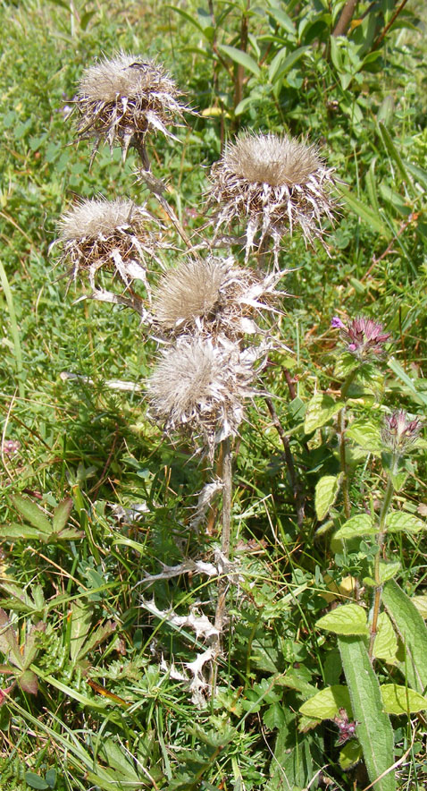 Carline Thistle (dead heads from 2007)