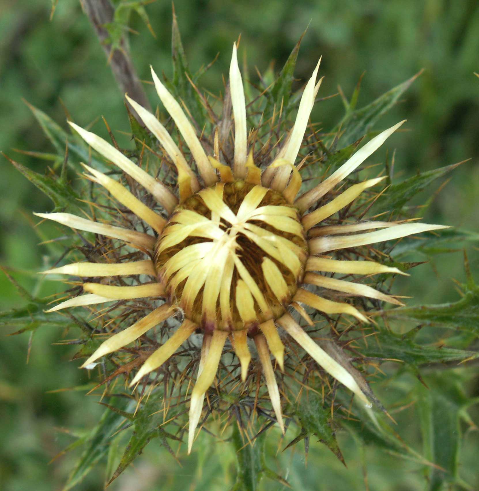 Carline Thistle