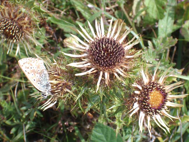 Carline Thistle with Chalkhill Blue