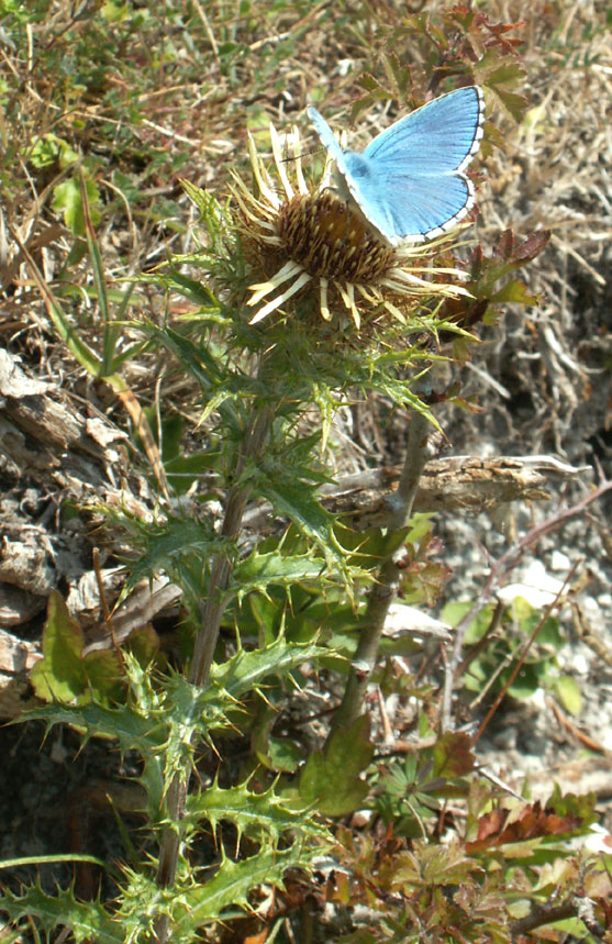 Adonis Blue on Carline Thistle