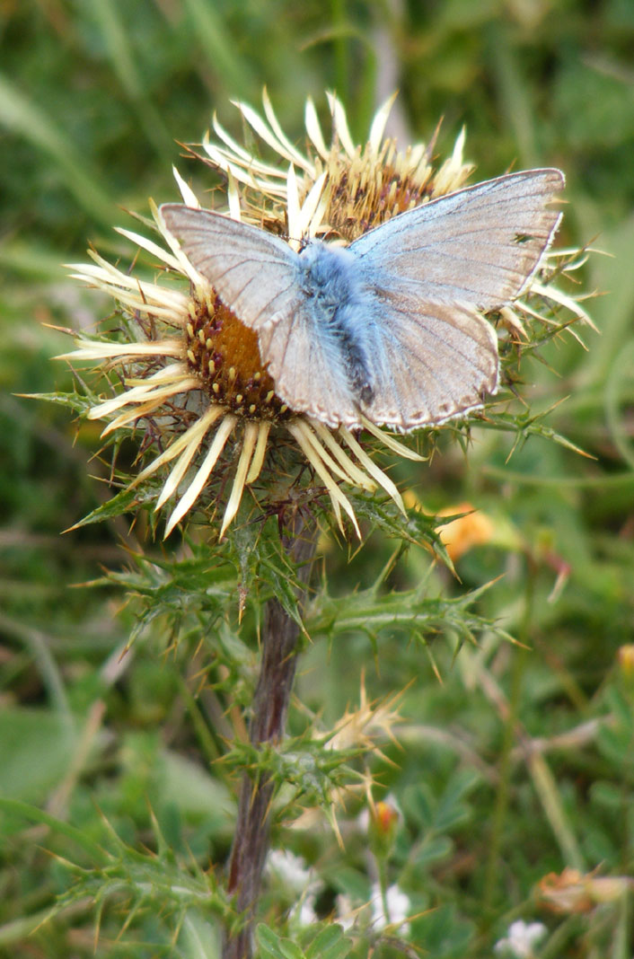 Chalkhill Blue on Carline Thistle