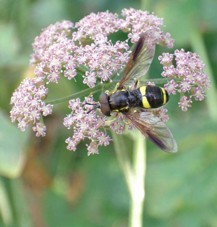 Hoverfly on Wild Carrot