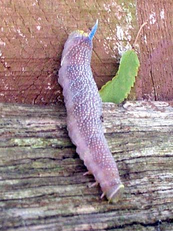 Hawk-moth Caterpillar (Photograph by Pete Weaver)