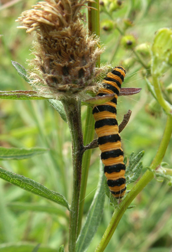 Cinnabar Moth caterpillar