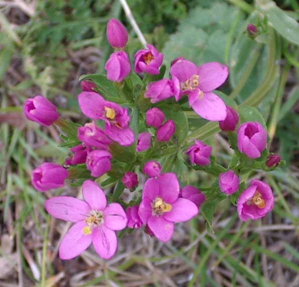 Common Centaury on the footpath from Old Shoreham (Waterworks Road) to Mill Hill (July 2003)