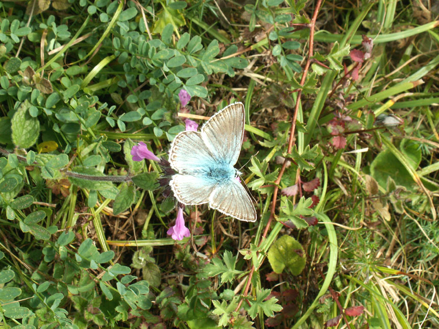 Chalkhill Blue on Mill Hill in its habitat with its larval food plant Horseshoe Vetch