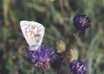 Chalkhill Blue Butterfly on Rampion (Photograph by Andy Horton)