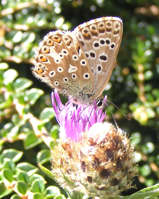 Chalkhill Blue (female) on Hardhead on the Mill Hill Cutting