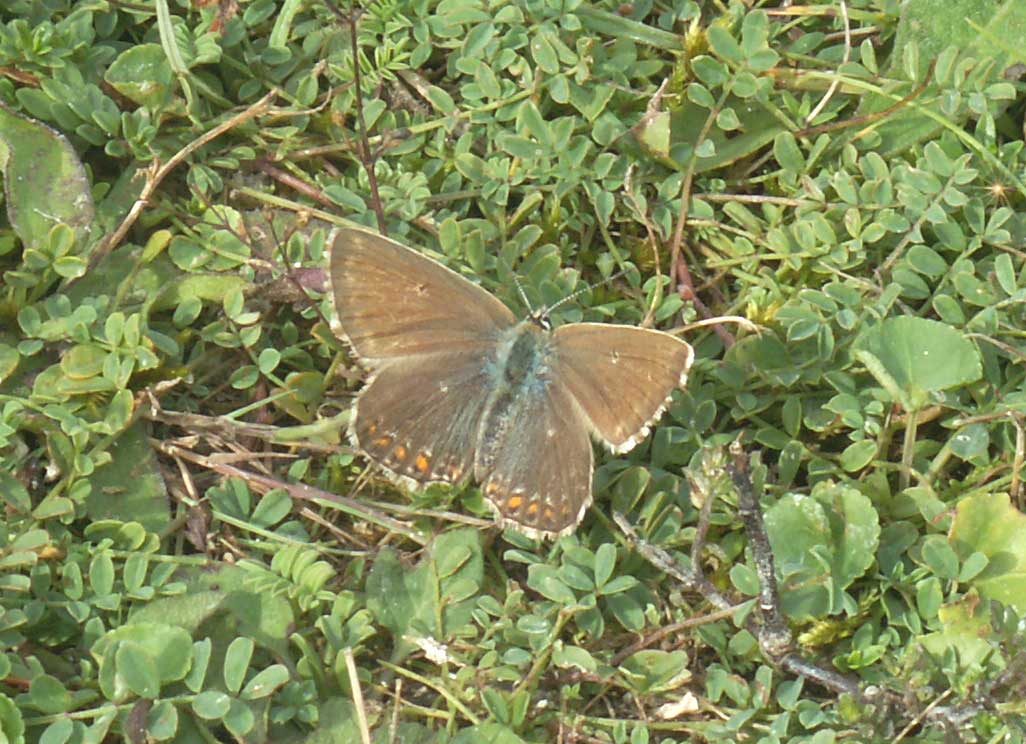 The female Chalkhill Blues were still crawling amongst the young prostrate Horseshoe Vetch to lay their eggs