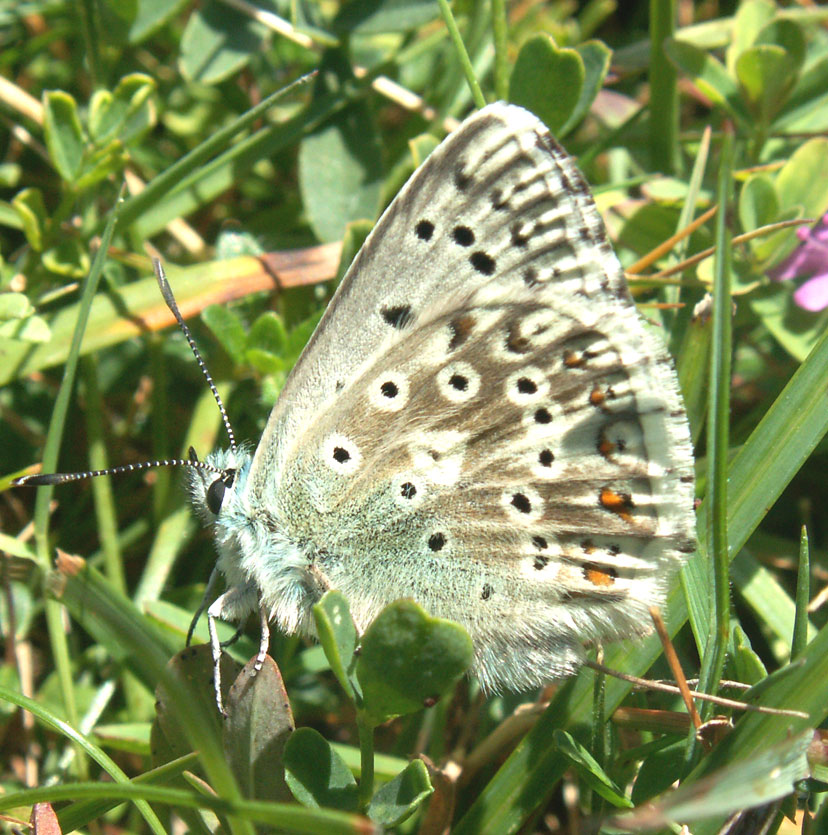 First Chalkhill Blue of 2007