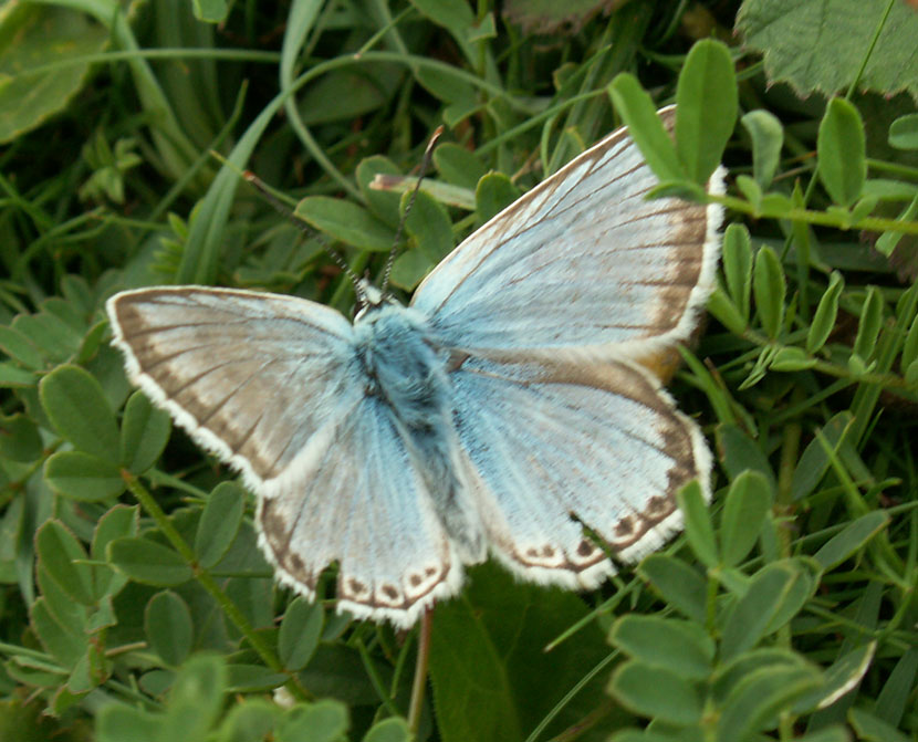 Male Chalkhill Blue