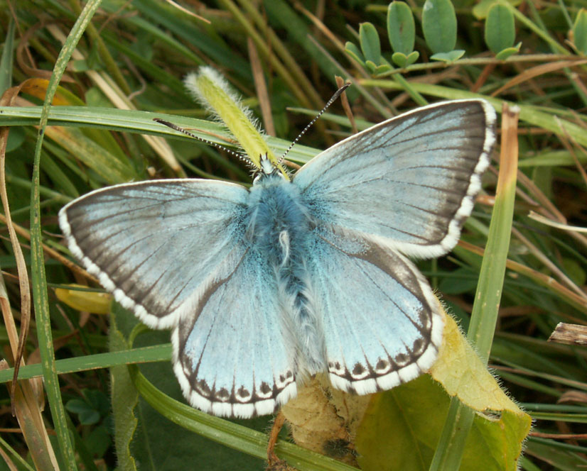 Male Chalkhill Blue Butterfly